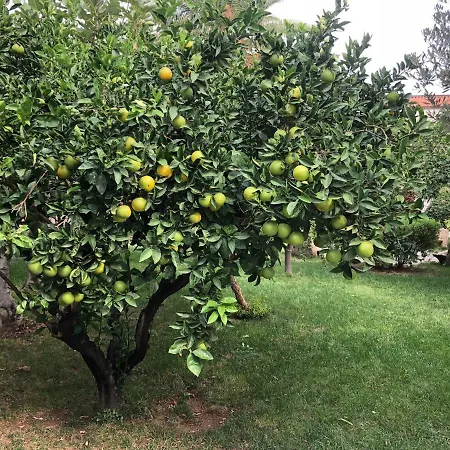 度假居 Casa Gelsomino *